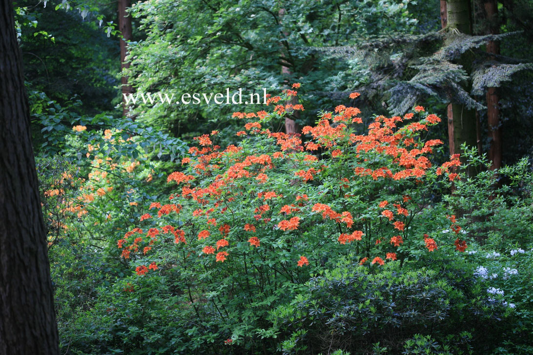 Azalea 'Coccinea Speciosa'