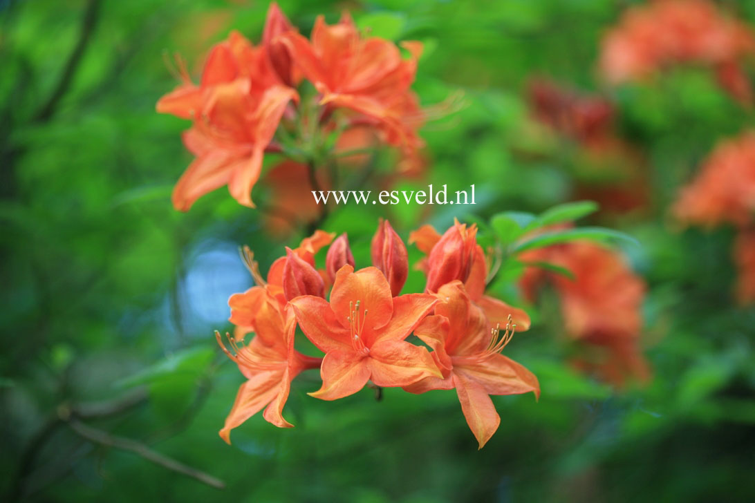 Azalea 'Coccinea Speciosa'