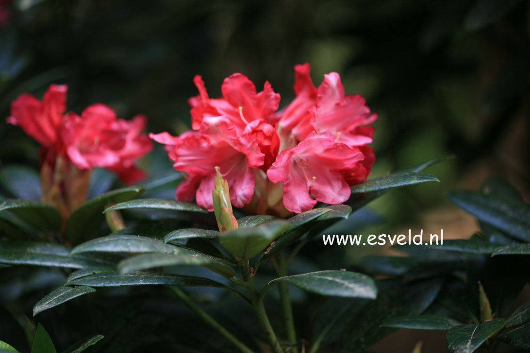 Rhododendron 'Titian Beauty'