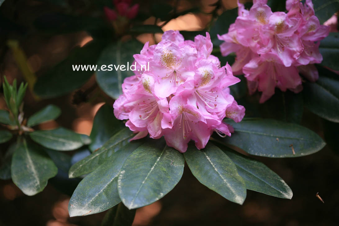 Rhododendron 'Roseum Elegans'