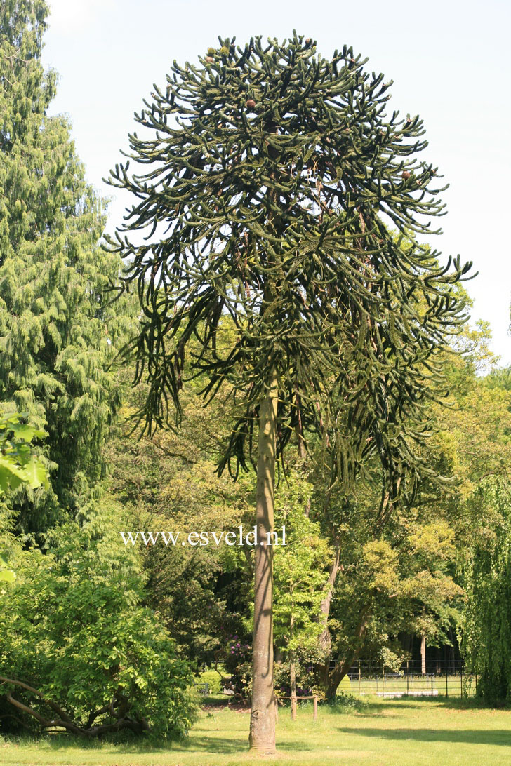 Araucaria araucana