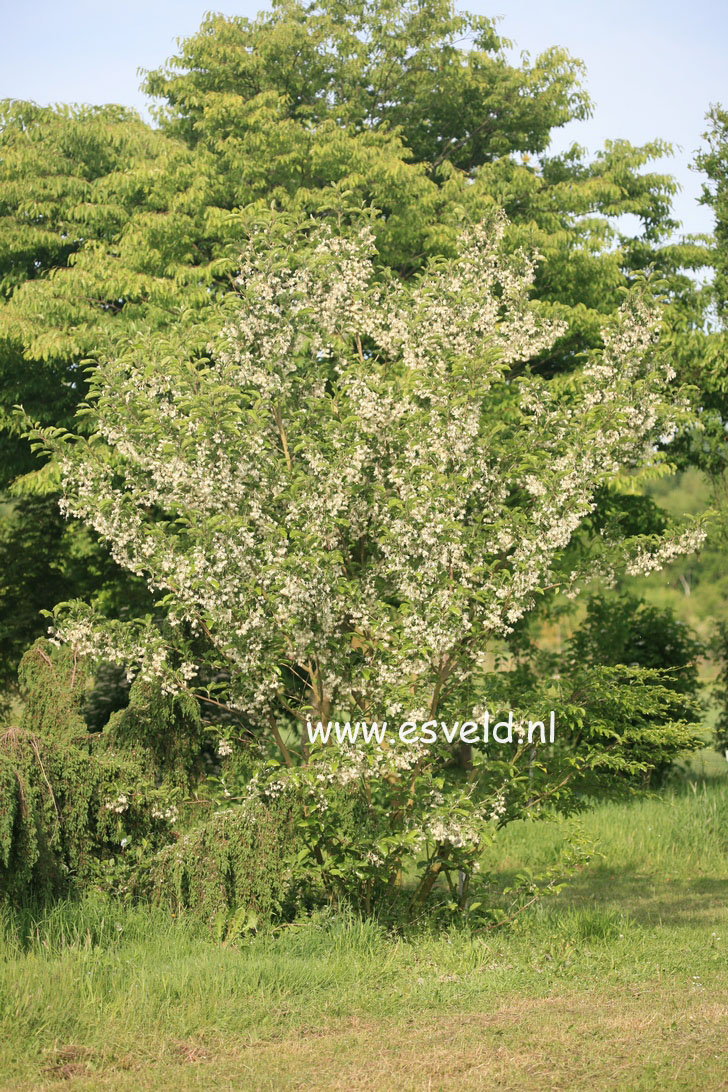 Pterostyrax corymbosa