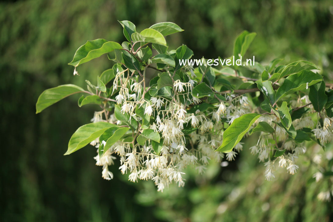 Pterostyrax corymbosa