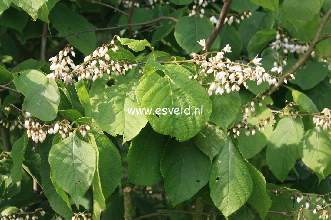 Styrax hemsleyanus