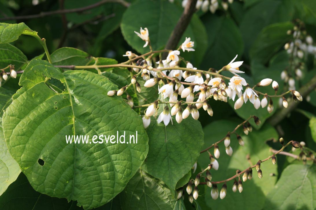 Styrax hemsleyanus