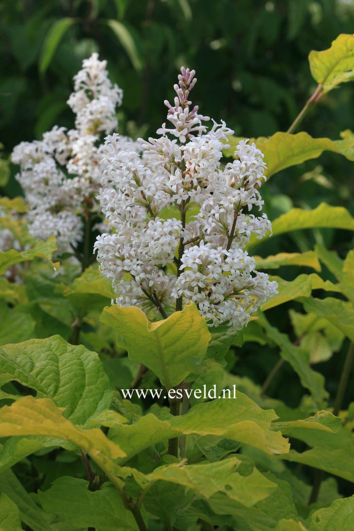 Syringa villosa 'Aurea'