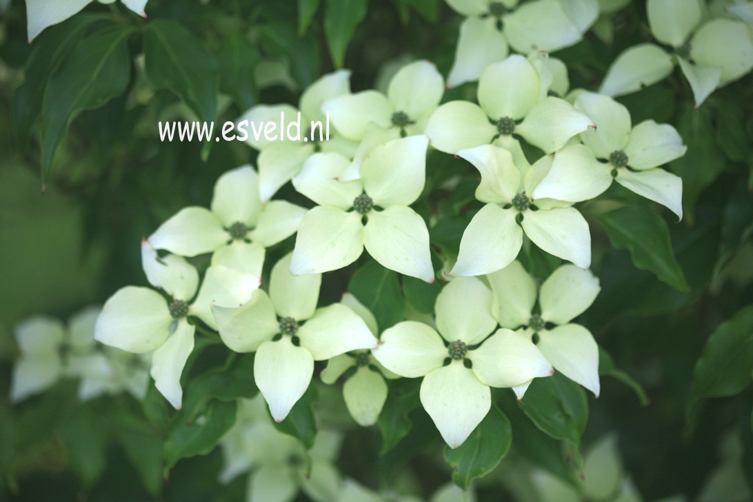 Cornus kousa var. chinensis