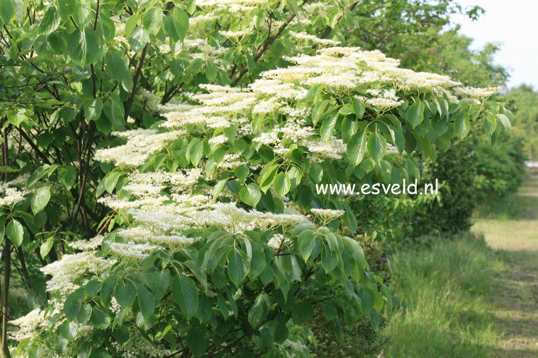 Cornus controversa