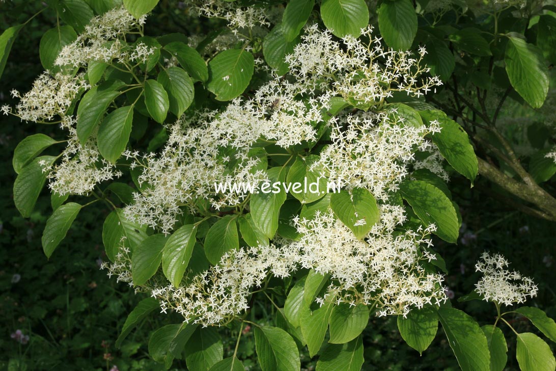 Cornus controversa