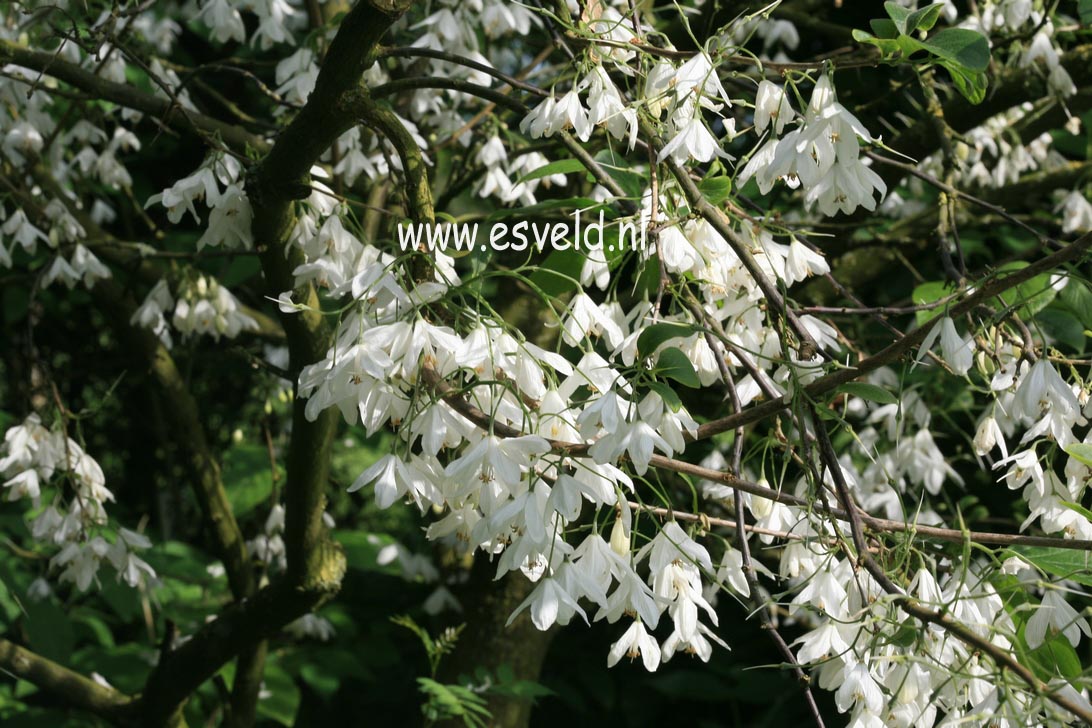 Halesia diptera magniflora