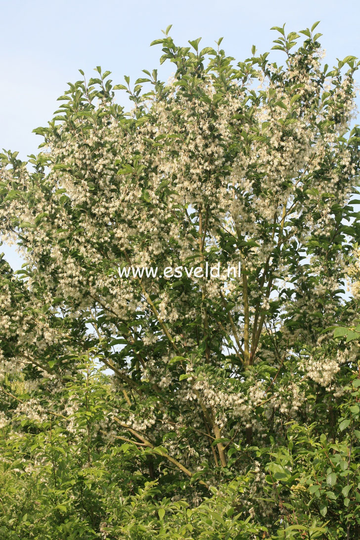 Pterostyrax corymbosa