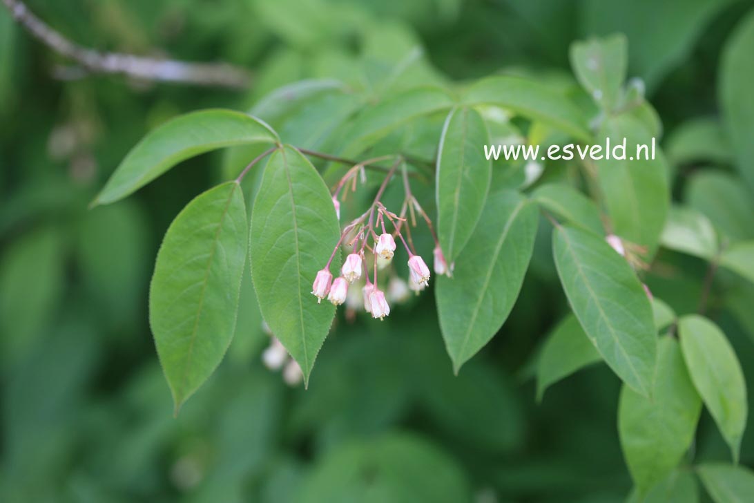 Staphylea trifolia