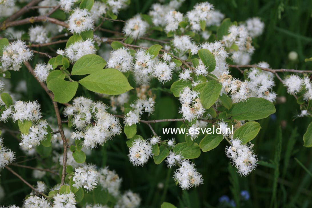 Symplocos paniculata