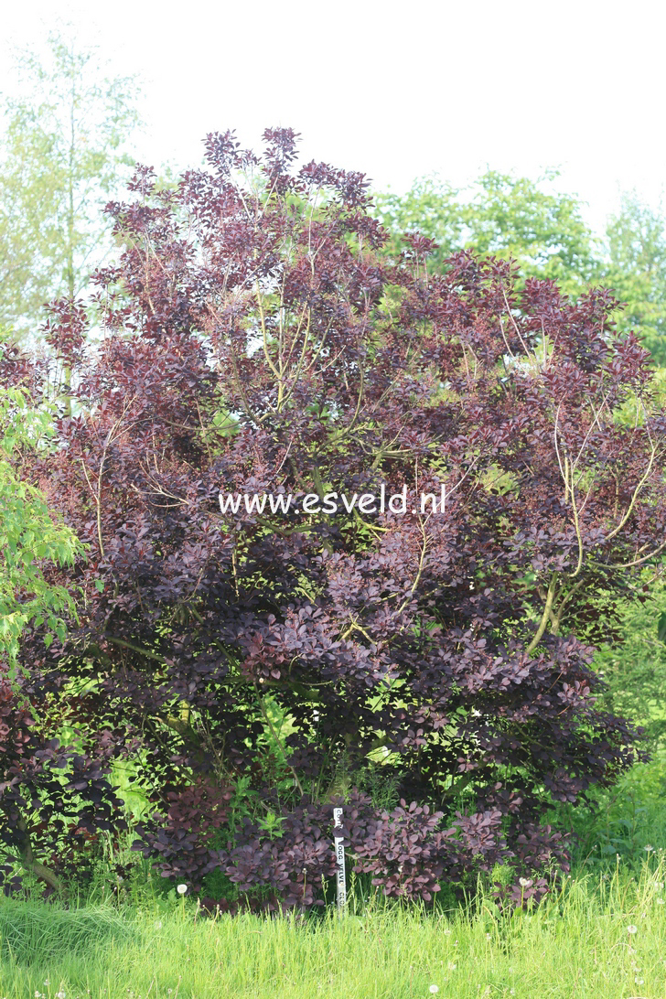 Cotinus coggygria 'Velvet Cloak'