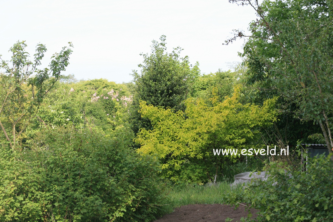 Cornus mas 'Aurea'