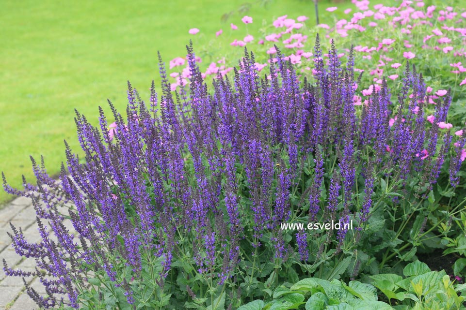 Salvia nemorosa 'Caradonna'