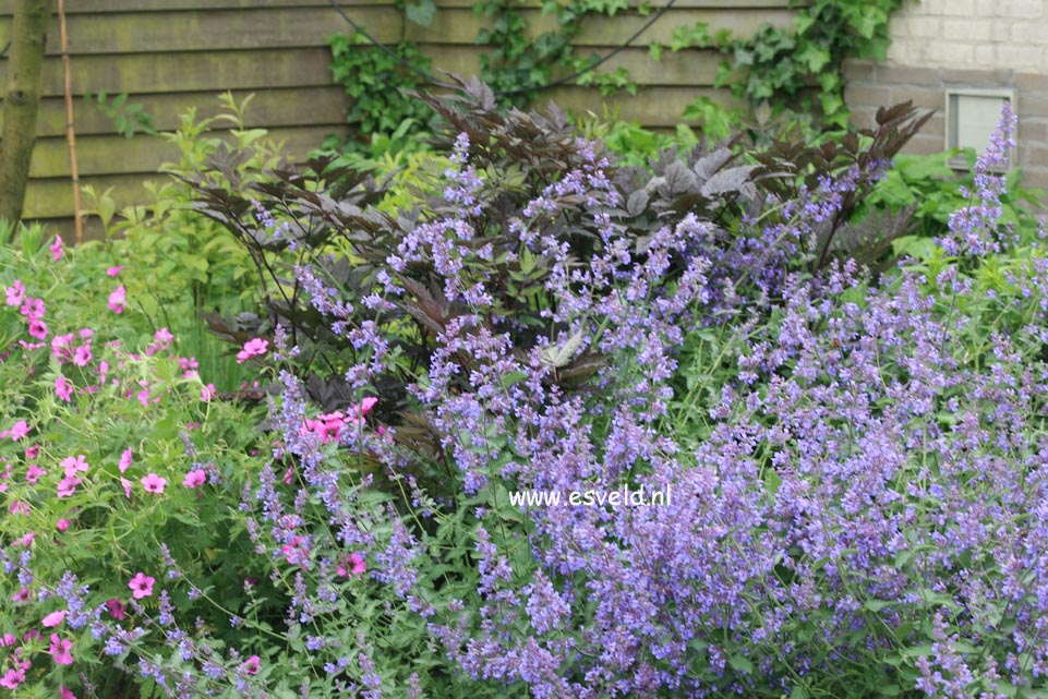 Nepeta 'Six Hills Giant'