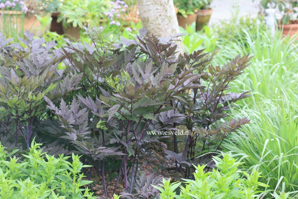 Actaea simplex 'Brunette'