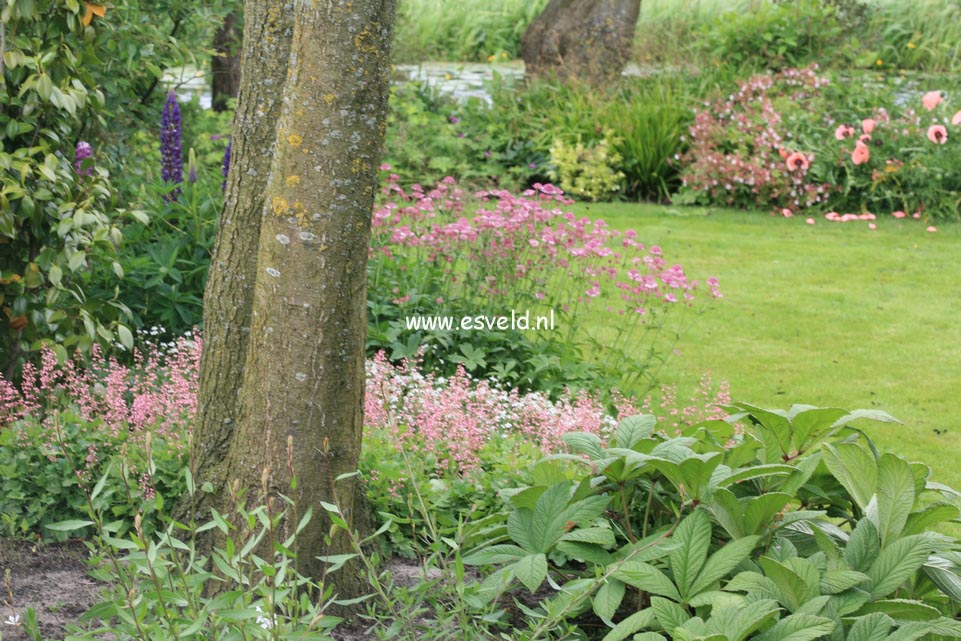 Rodgersia henrici