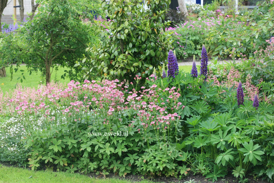 Astrantia major 'Roma'