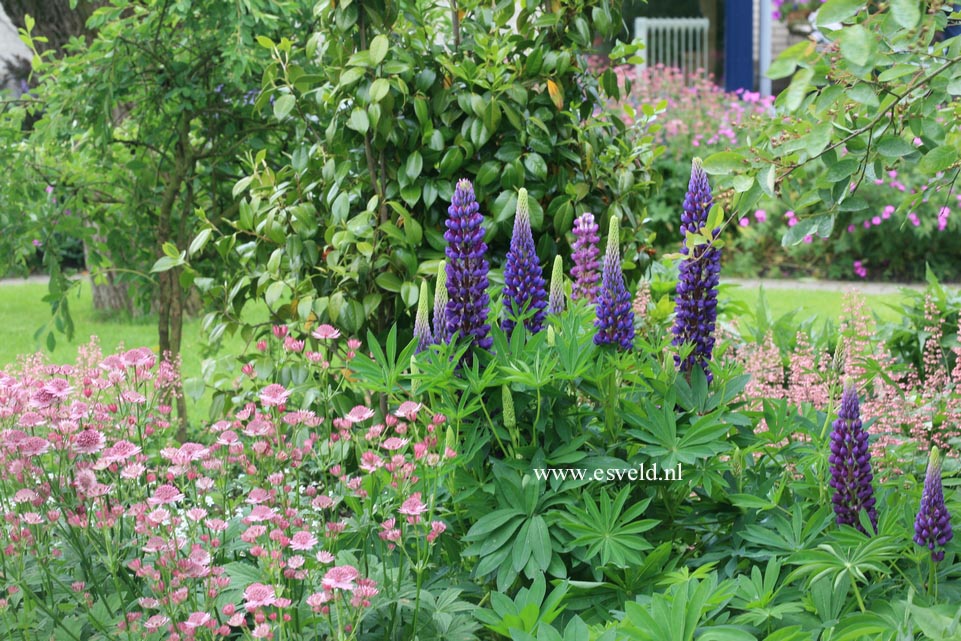 Lupinus 'Gallery Blue'