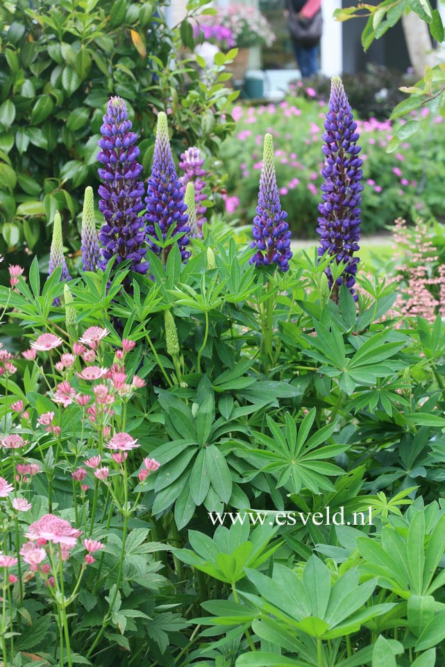 Lupinus 'Gallery Blue'