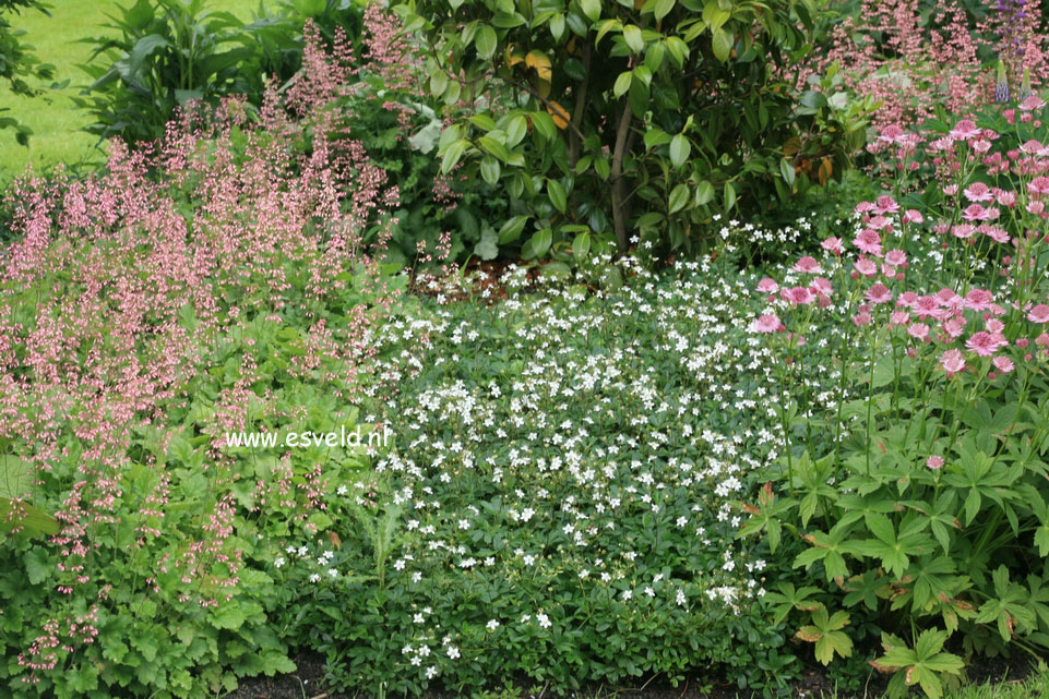 Potentilla tridentata 'Nuuk'