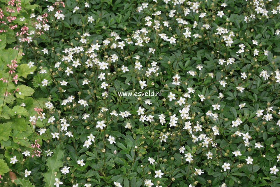 Potentilla tridentata 'Nuuk'