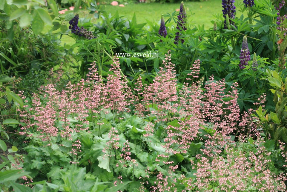 Heuchera 'Strawberry Swirl'