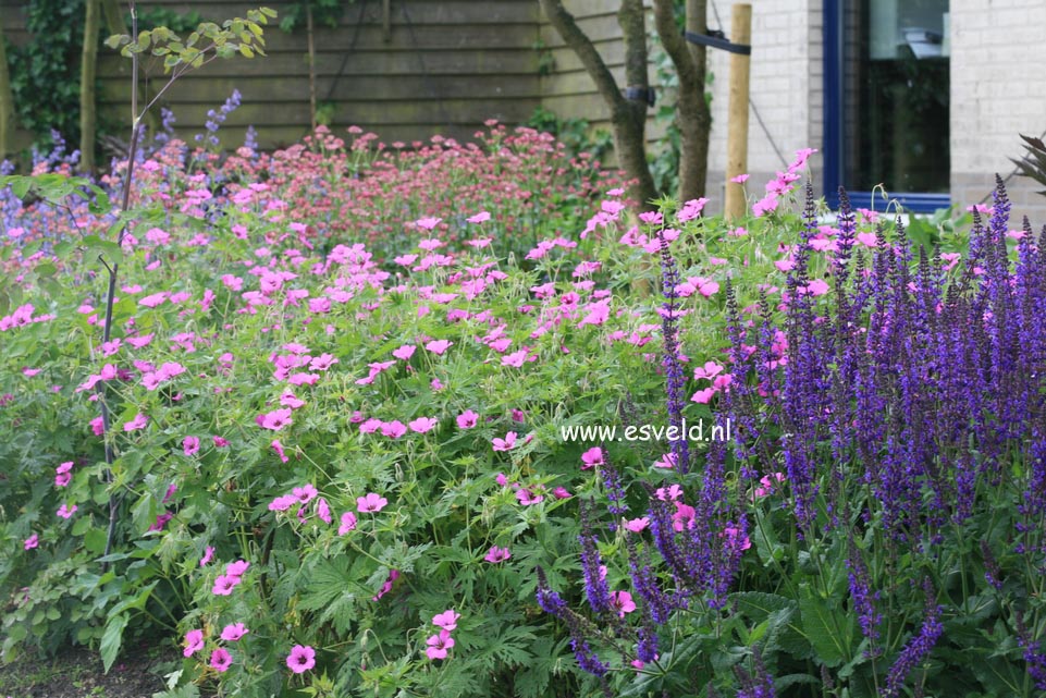 Salvia nemorosa 'Caradonna'