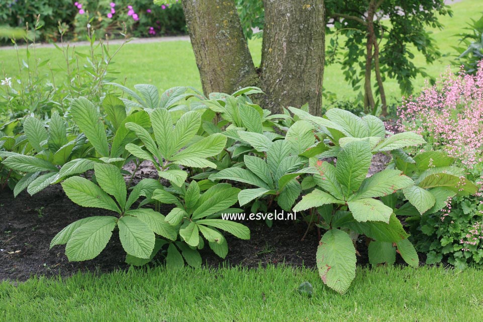 Rodgersia henrici