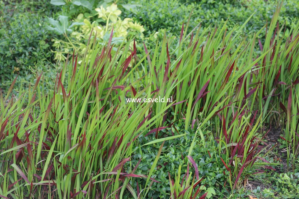 Imperata cylindrica 'Red Baron'