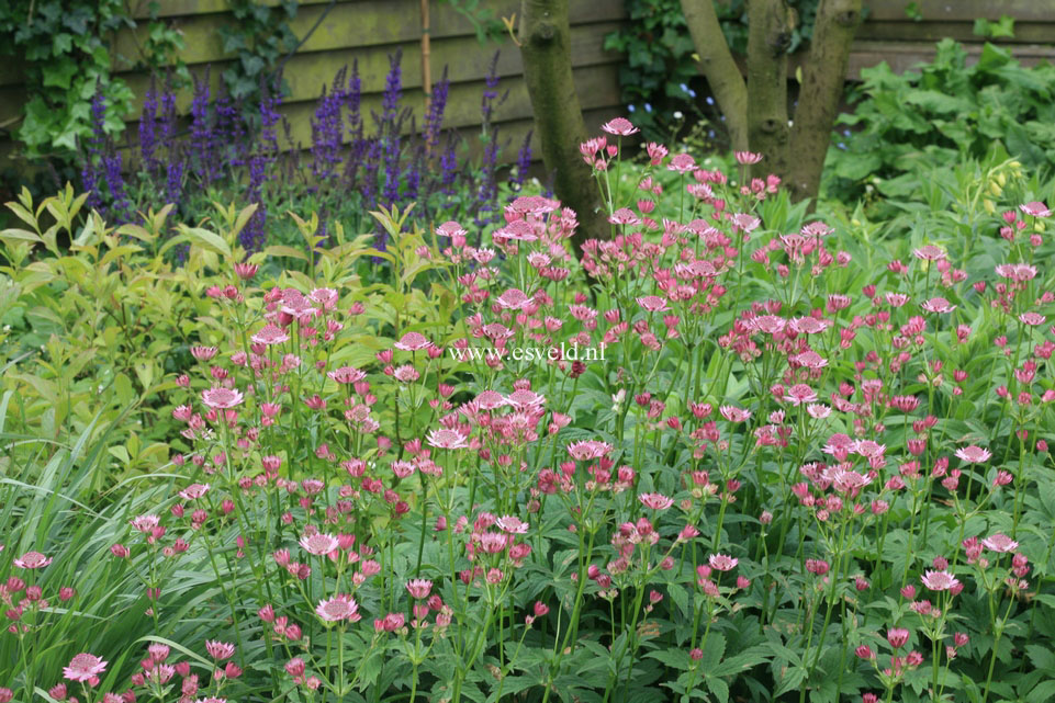 Astrantia major 'Roma'