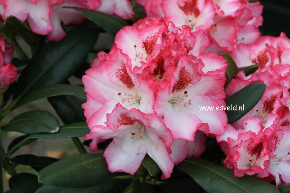 Rhododendron 'Hachmann's Charmant'