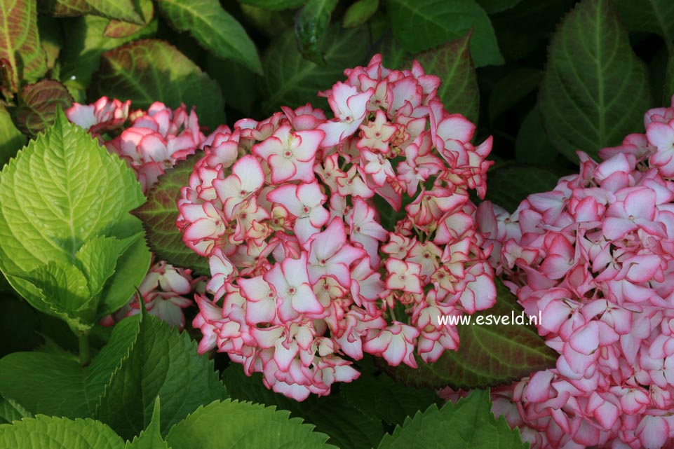 Hydrangea macrophylla 'Mirai'