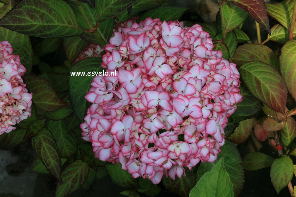 Hydrangea macrophylla 'Mirai'