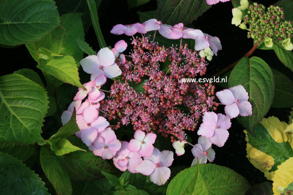 Hydrangea serrata 'Akabe-yama'