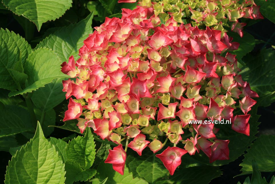 Hydrangea macrophylla 'Leuchtfeuer'