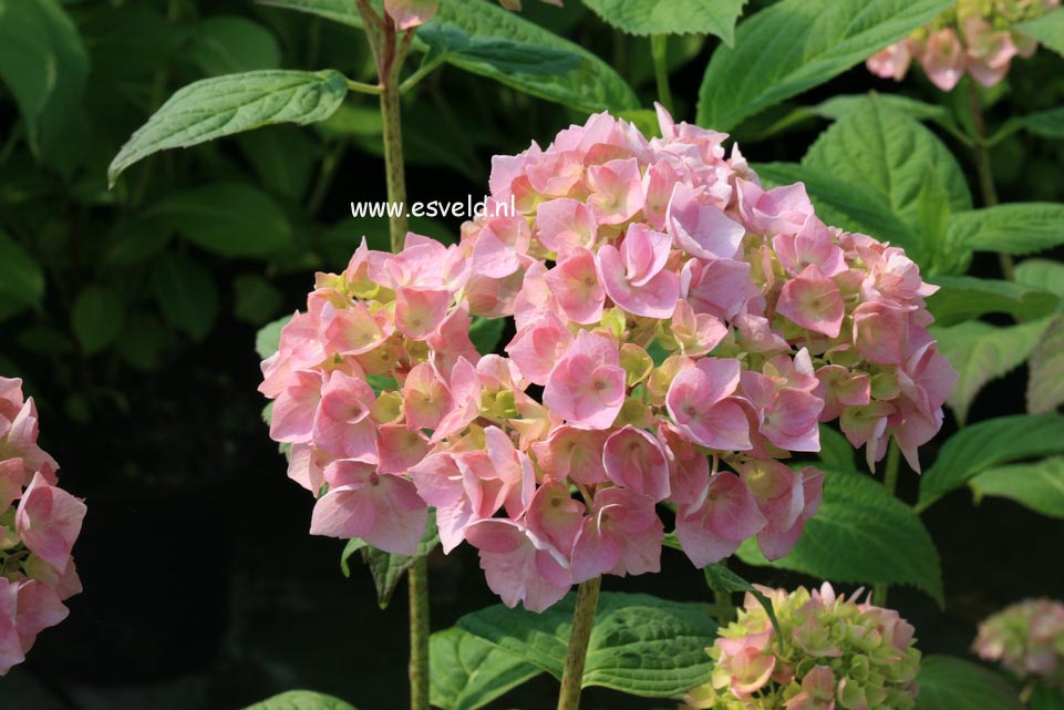 Hydrangea macrophylla 'Bouquet Rose'