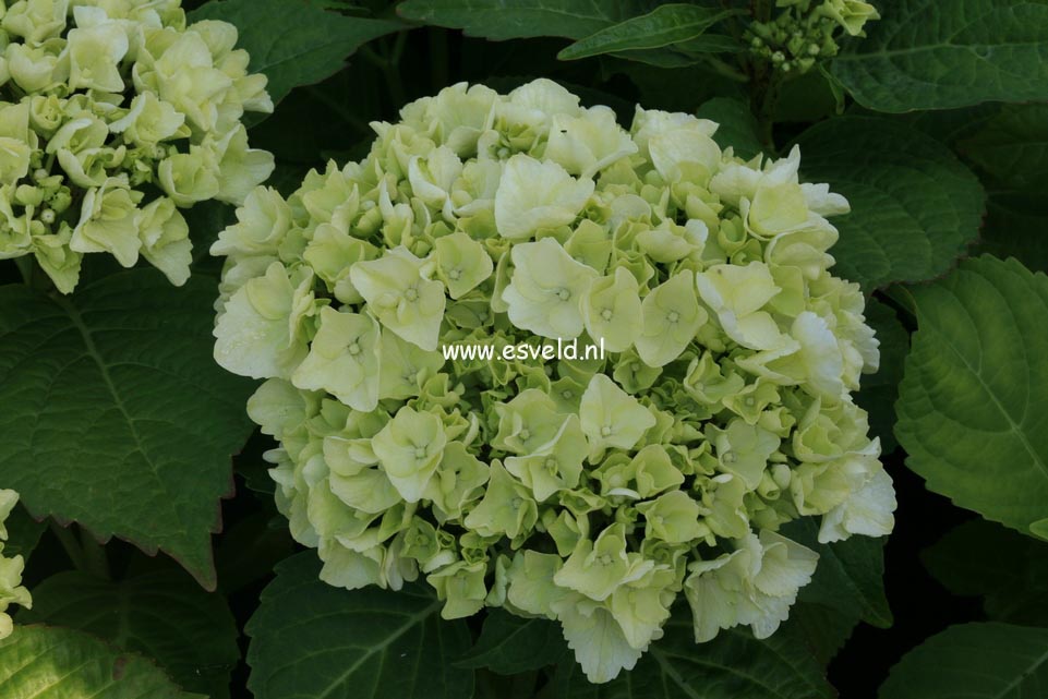 Hydrangea macrophylla 'Ave Maria'