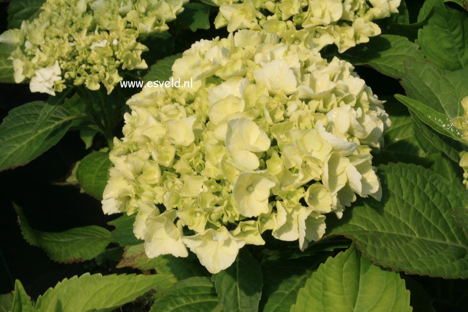 Hydrangea macrophylla 'Ave Maria'