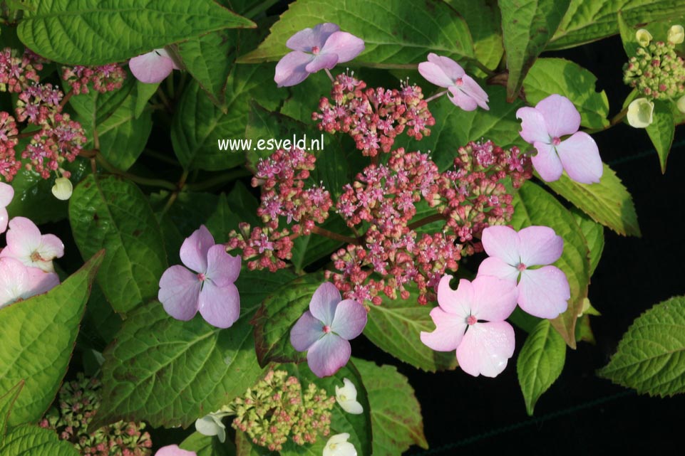 Hydrangea serrata 'Isusai jaku'