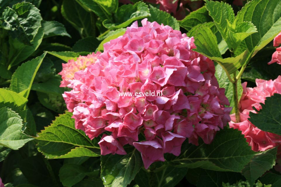 Hydrangea macrophylla 'Freudenstein'