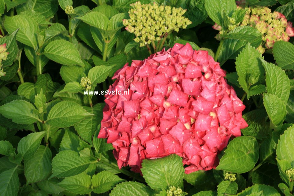 Hydrangea macrophylla 'Alpengluehn'