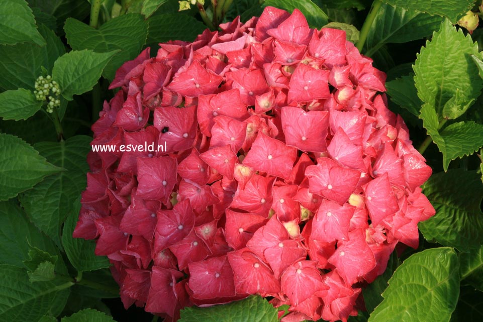 Hydrangea macrophylla 'Alpengluehn'