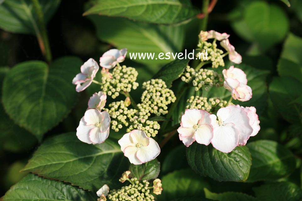 Hydrangea macrophylla 'Sandra'