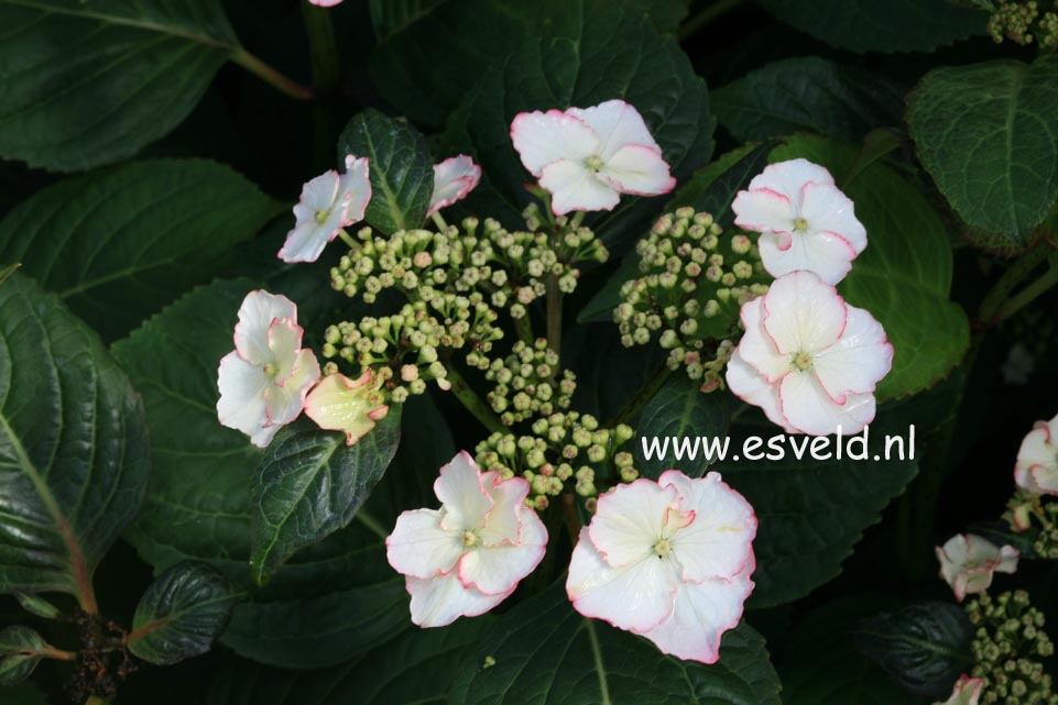 Hydrangea macrophylla 'Sandra'