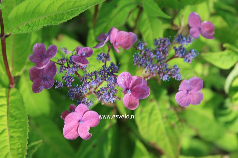 Hydrangea serrata 'Hyuga konjou'