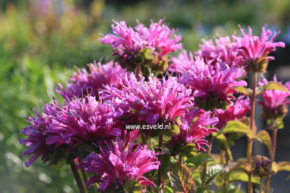 Monarda 'Acpetdel' (PETITE DELIGHT)