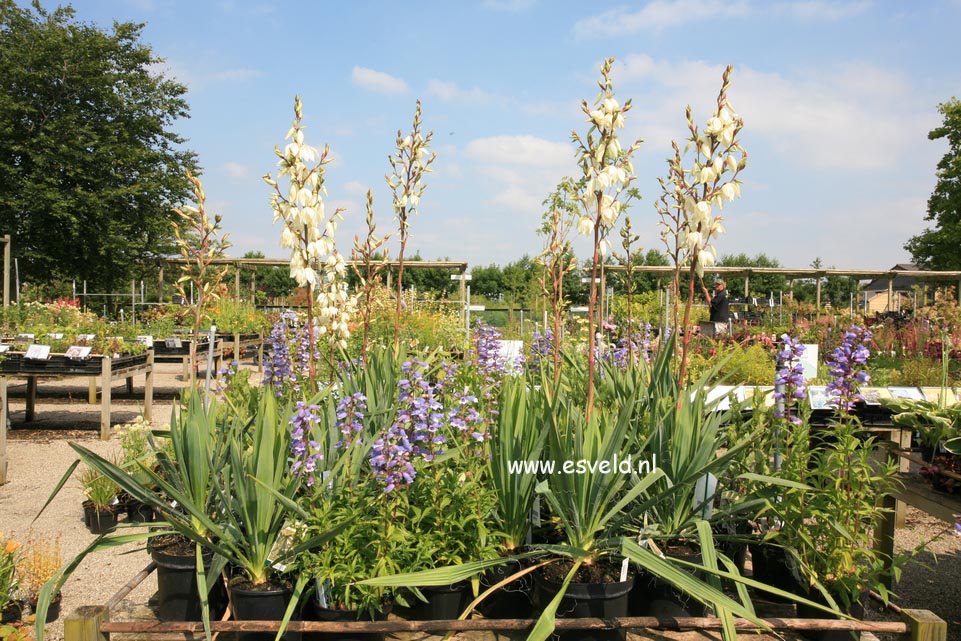 Yucca filamentosa